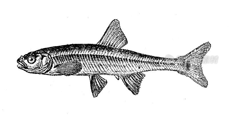 古玩动物插图:鲦鱼(Phoxinus Phoxinus)